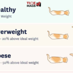 Cat Weight by Age