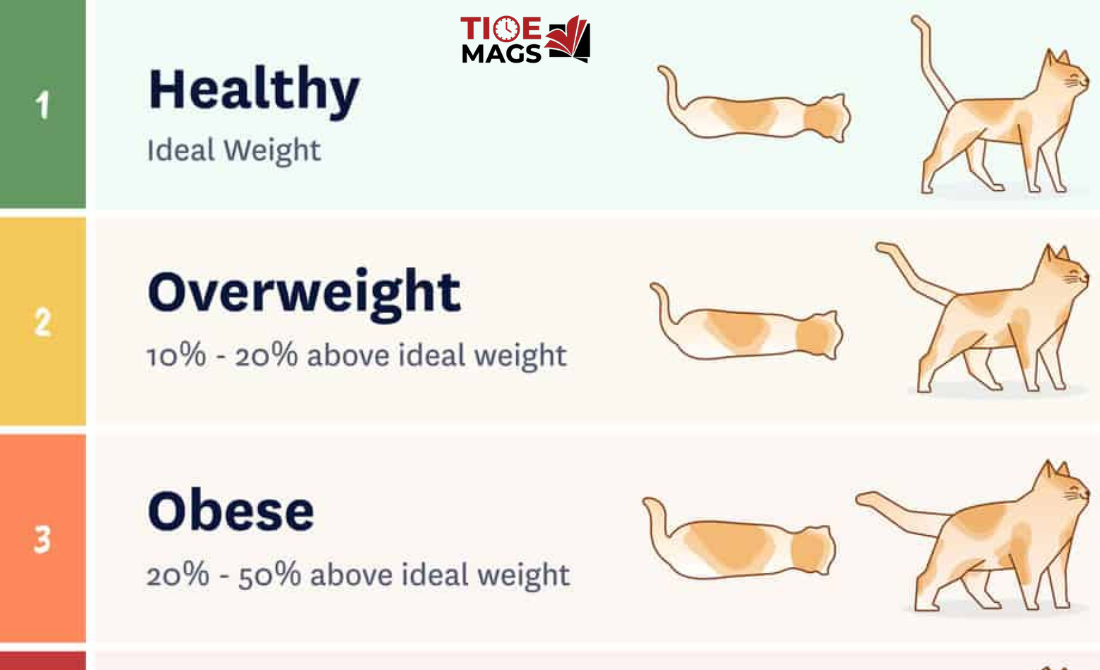 Cat Weight by Age
